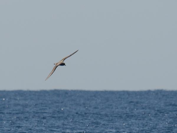 <h3><a href="/trips/grancanaria-2023/biota/animalia/chordata/aves/010 procellariiformes/002 procellariidae/calonectris borealis/calonectris borealis-nl.html">Calonectris&nbsp;borealis</a> / Cory's&nbsp;shearwater / Kuhls&nbsp;pijlstormvogel</h3>NIKON D500 met AF-S Nikkor 300mm f/4E PF ED VR, 1/3200 sec  bij F5.0, ISO 160, afstand 31.6&nbsp;m